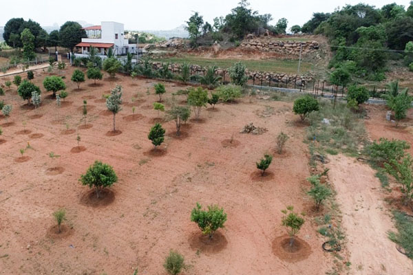 Ankur Resort Farm Plots near Bangalore: Farm Plot with fully grown Orchard